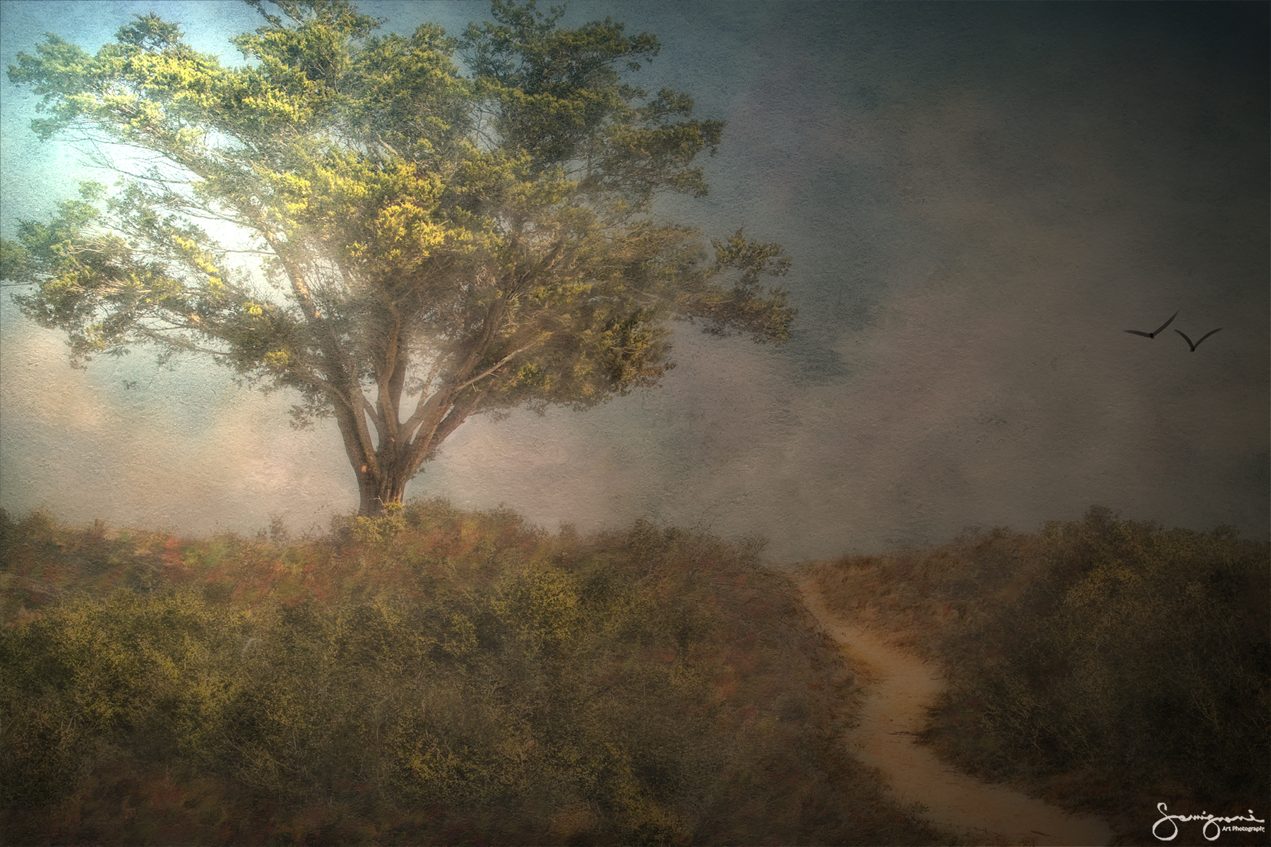 Beautiful tree overlooking footpath leading to the beach