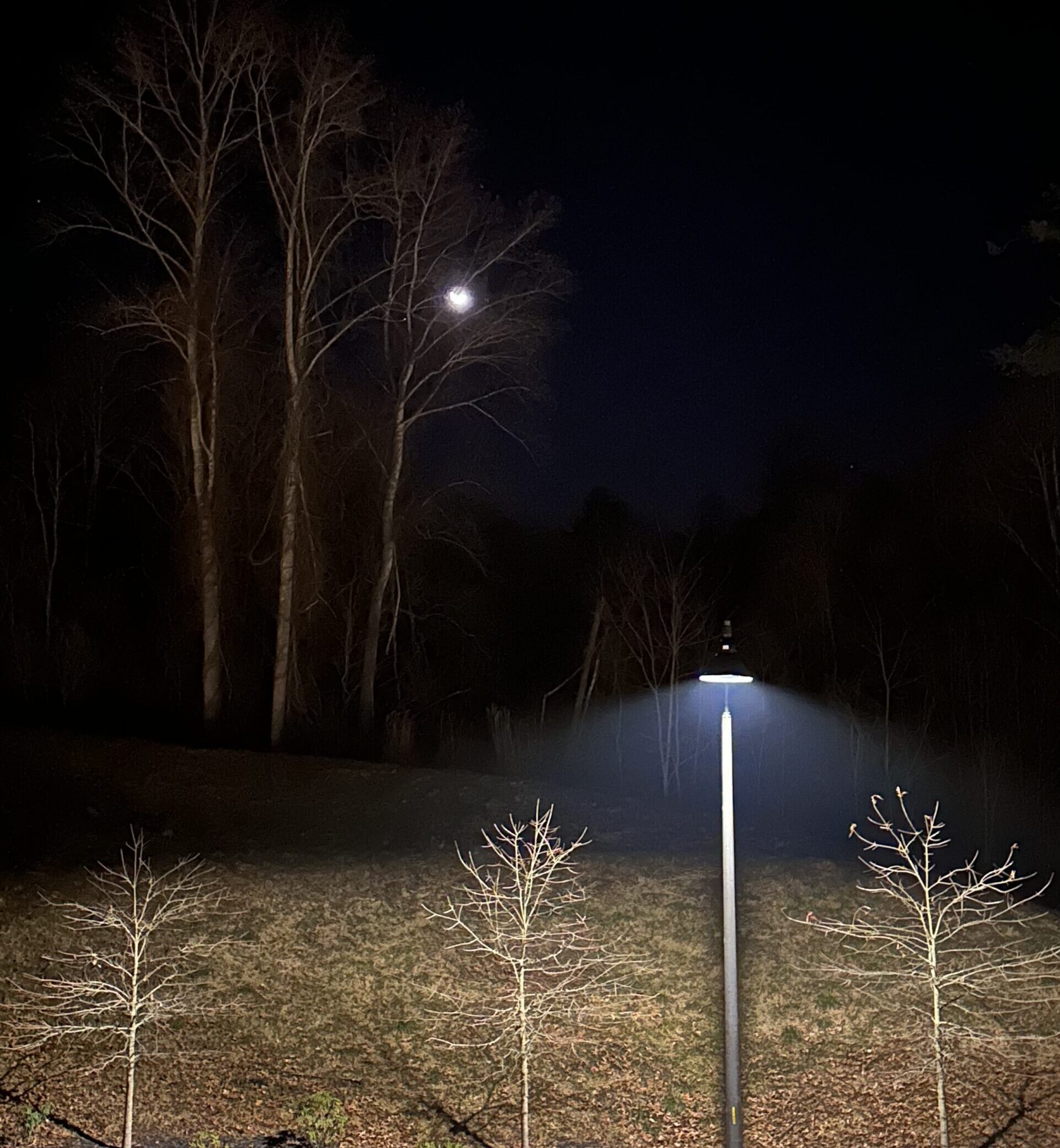 Dark sky background with one star and street light illuminating foreground.