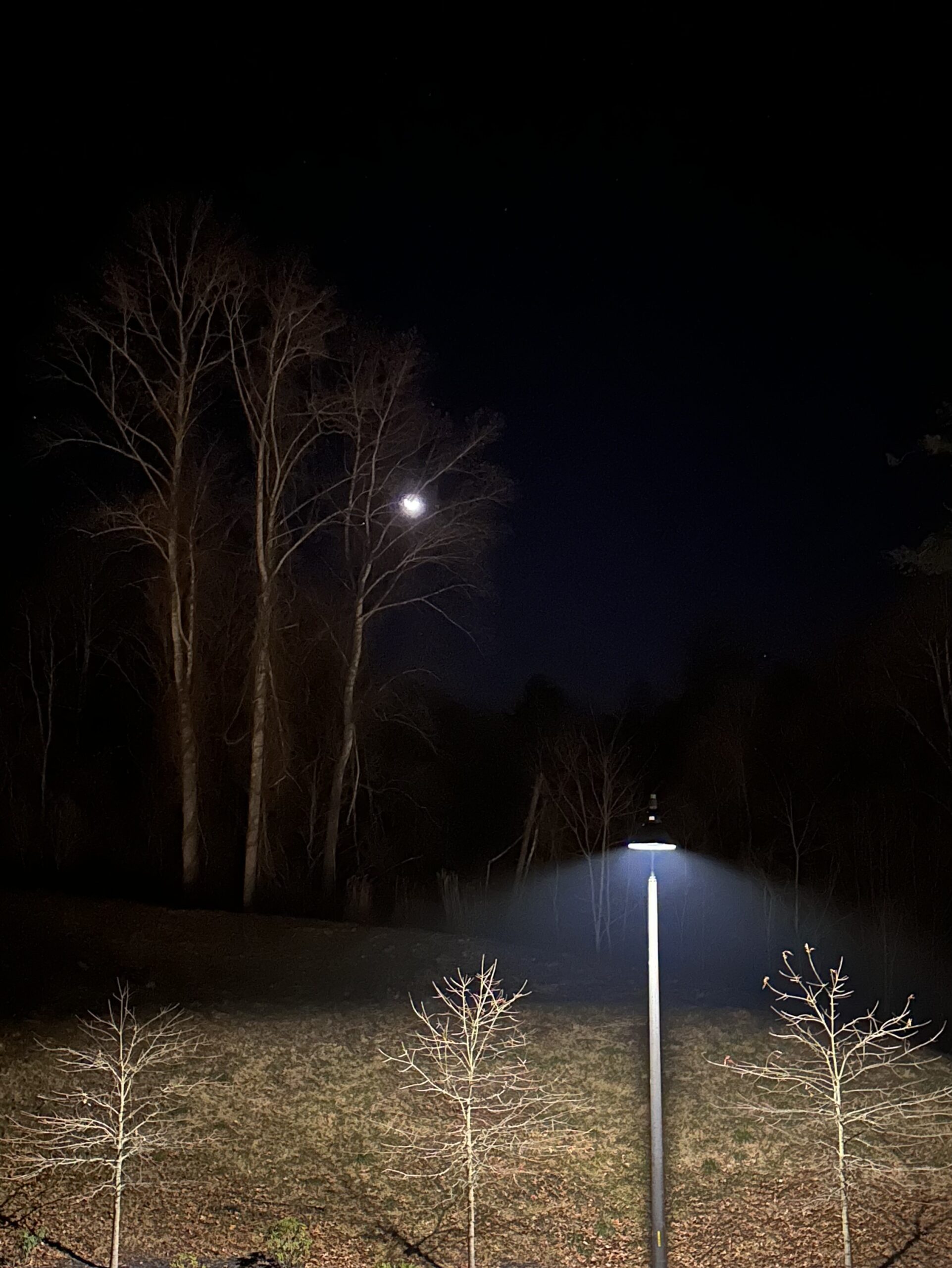 Dark sky background with one star and street light illuminating foreground.